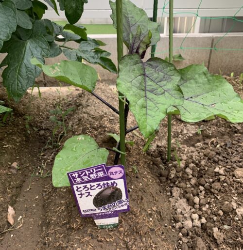 サントリー本気野菜『とろとろ炒めナス』