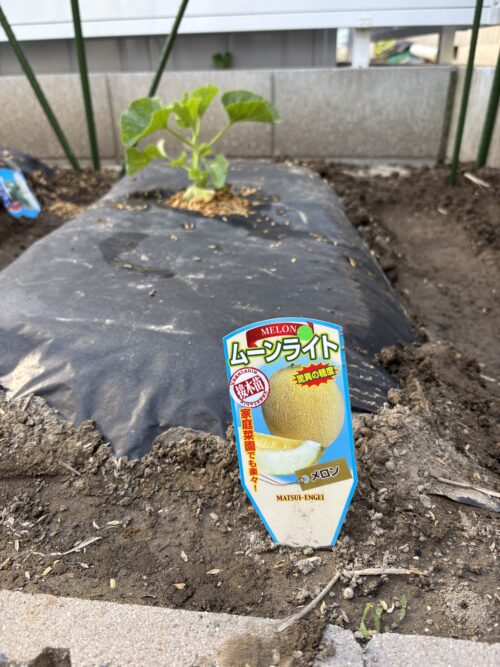 松井農園 ムーンライト メロン