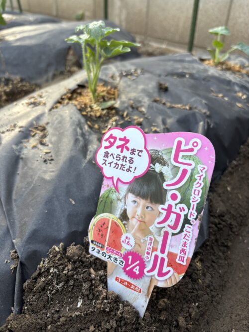 マイクロシード ピノ・ガール 小玉スイカ