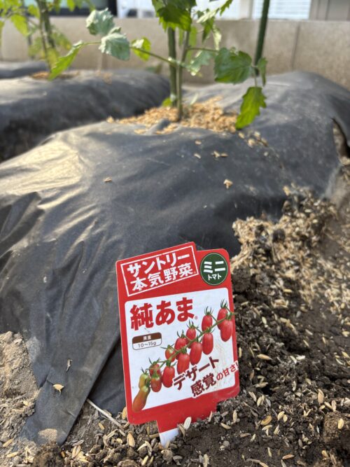 サントリー本気野菜 純あま ミニトマト