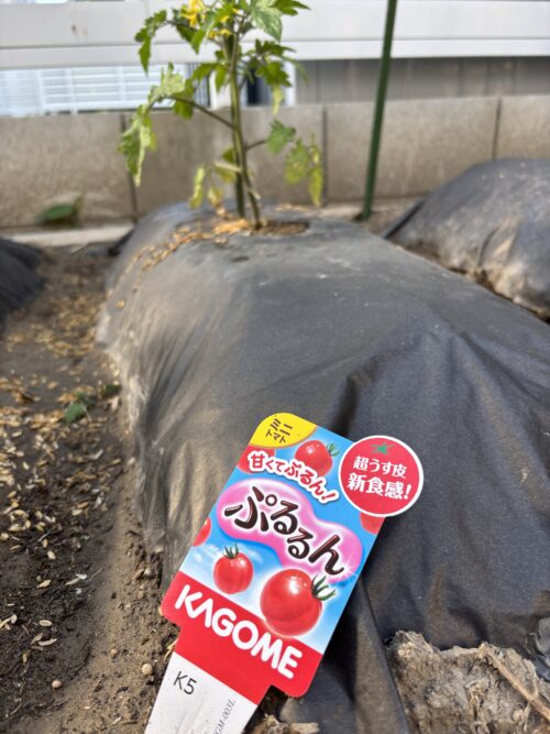 KAGOME ぷるるん ミニトマト