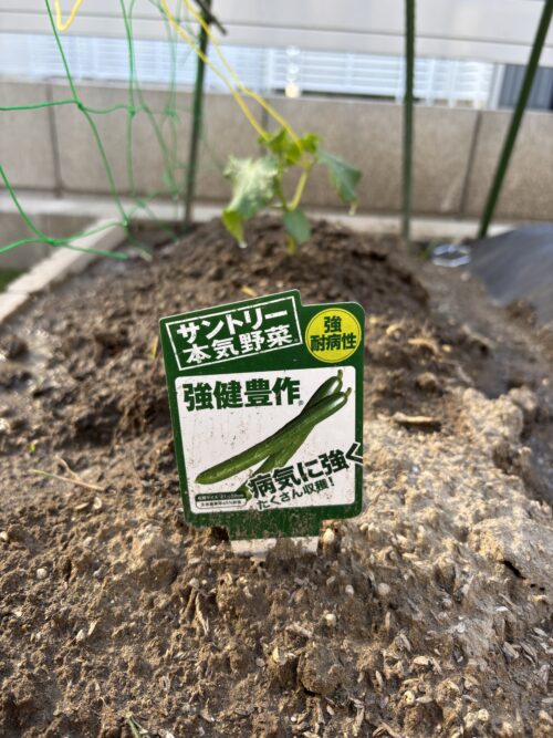 サントリー本気野菜 強健豊作 キュウリ