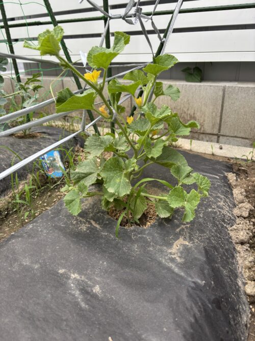松井農園 ムーンライト メロン