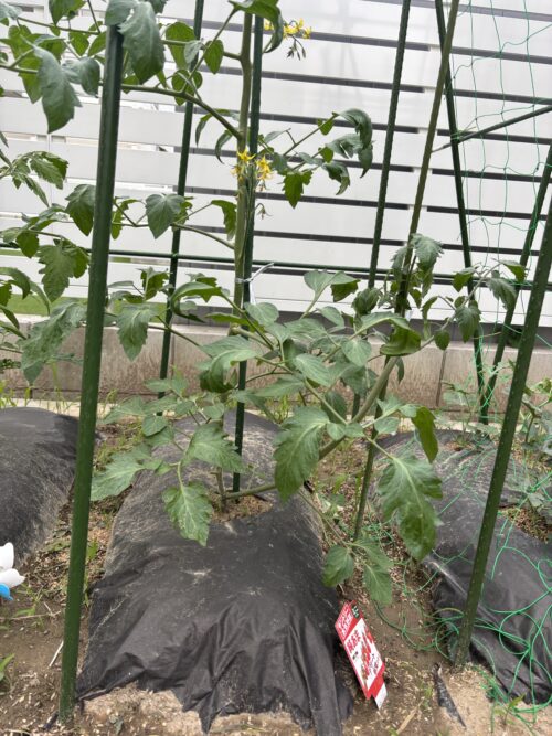 サントリー本気野菜 純あま ミニトマト