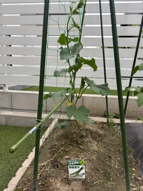 サントリー本気野菜 強健豊作 キュウリ