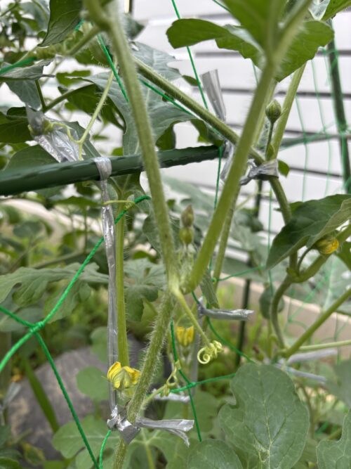 ピノ・ガール　栽培風景