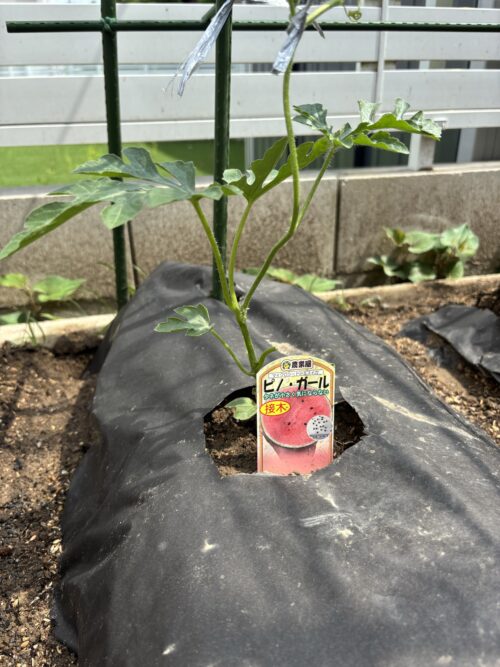 ナント種苗　ピノ・ガール