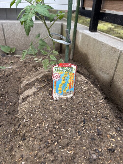 CFプチぷよイエロー　苗